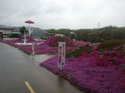 【芝桜祭り】カフェジャルダン 高松市西植田町 【芝桜祭り】カフェジャルダン 高松市西植田町