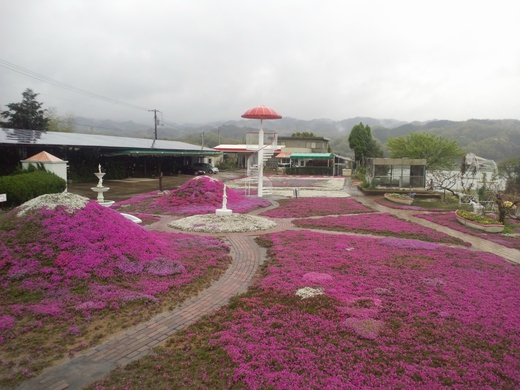 【芝桜祭り】カフェジャルダン 高松市西植田町 【芝桜祭り】カフェジャルダン 高松市西植田町