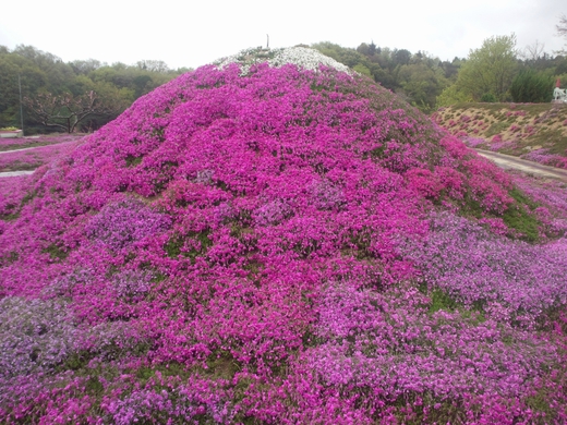 【芝桜祭り】カフェジャルダン 高松市西植田町 【芝桜祭り】カフェジャルダン 高松市西植田町