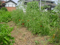 トマトで夏ばて防止　スローライフな菜園