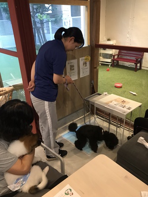 第1回しつけ教室 第1回しつけ教室