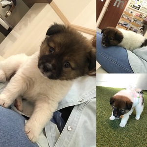 保護犬のハレ男くん 保護犬のハレ男くん