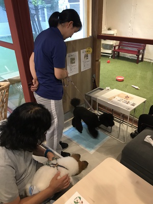 第1回しつけ教室 第1回しつけ教室