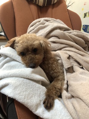 譲渡された保護犬ちゃんのその後 譲渡された保護犬ちゃんのその後