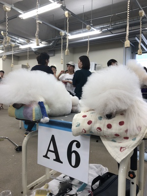 トリミング競技会四国予選 トリミング競技会四国予選