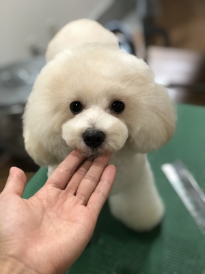 涙の断髪式 涙の断髪式