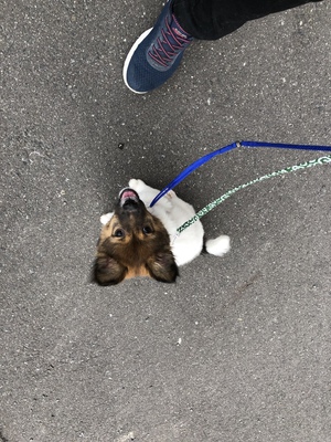 譲渡された保護犬ちゃんのその後 譲渡された保護犬ちゃんのその後