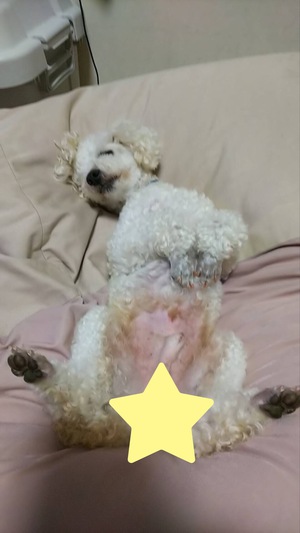 譲渡された保護犬ちゃんのその後 譲渡された保護犬ちゃんのその後