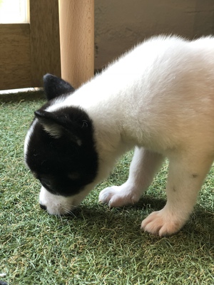 今日のハレル 今日のハレル