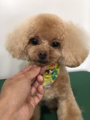 プードルちゃんたち♡ プードルちゃんたち♡