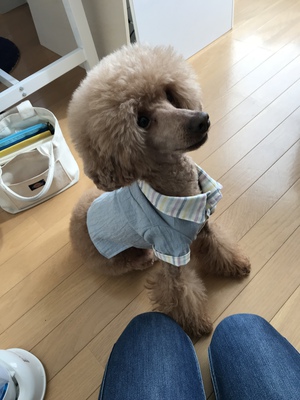 愛犬の似顔絵描きます 愛犬の似顔絵描きます