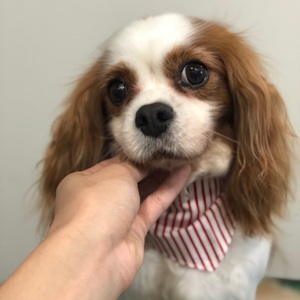 パピーちゃんたち❤️ パピーちゃんたち❤️