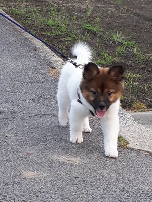 譲渡された保護犬ちゃんのその後 譲渡された保護犬ちゃんのその後