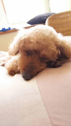 第一号里親さん! 第一号里親さん!