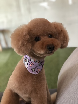 プードルちゃんたち♡ プードルちゃんたち♡