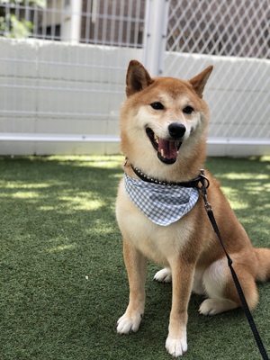 柴犬ちゃん♡ 柴犬ちゃん♡