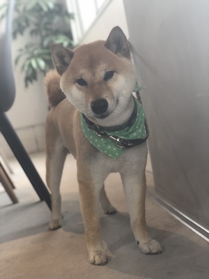 柴犬ちゃん♡ 柴犬ちゃん♡