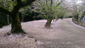 はなびら舞う栗林公園☆