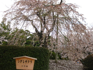 :4月イベント お花見: