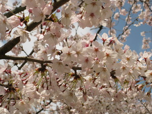 :4月イベント お花見: