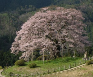 天にそびえる♪ 醍醐桜in岡山