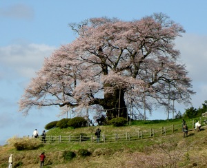 天にそびえる♪ 醍醐桜in岡山