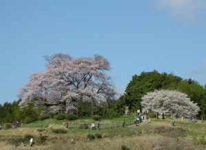 天にそびえる♪ 醍醐桜in岡山
