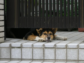 ポチ♪こんなに大きくなって