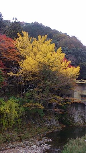 紅葉情報