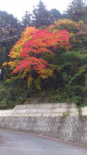 紅葉情報