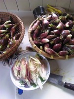 LUPICIA