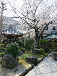 さくら巡り (in 徳島)