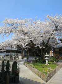 さくら巡り (in 徳島)