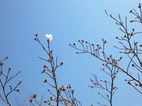 桜の前に・・・