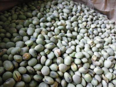 青肌豆は枝豆ではなく、成熟した緑色の「大豆」です