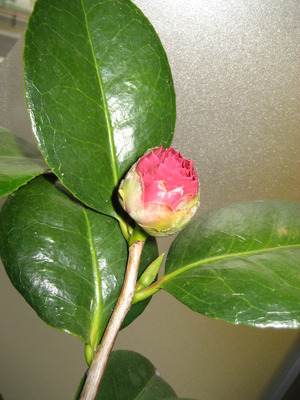 花開く・・・時は?