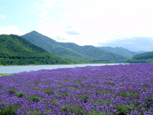 明日から6月☆