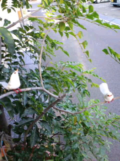 白い鳥が来た♪
