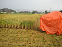 稲刈りが降雨コールドになったが。