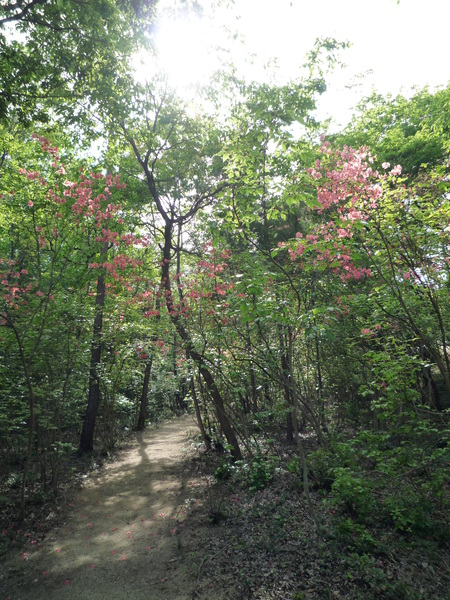 ドキドキinさぬきの森