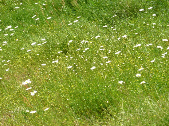 ドキドキinさぬきの森