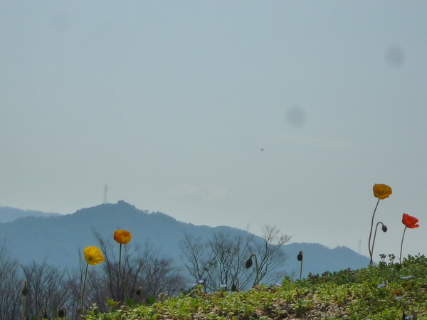 空と花といい時間