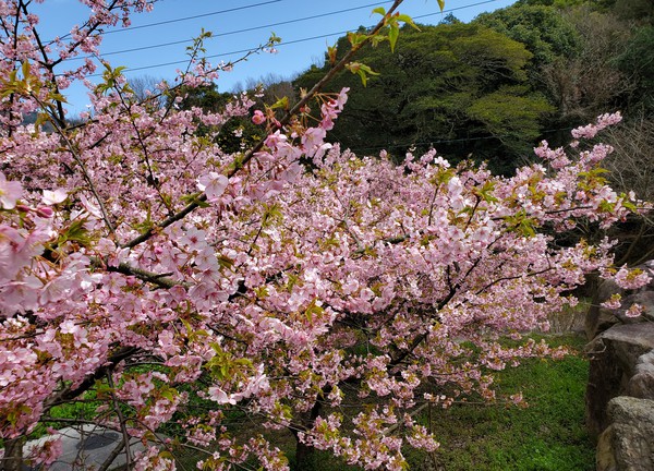河津桜を見に行って、大きなおまけがあった。 河津桜を見に行って、大きなおまけがあった。