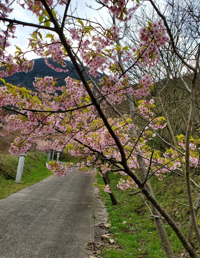 河津桜を見に行って、大きなおまけがあった。 河津桜を見に行って、大きなおまけがあった。