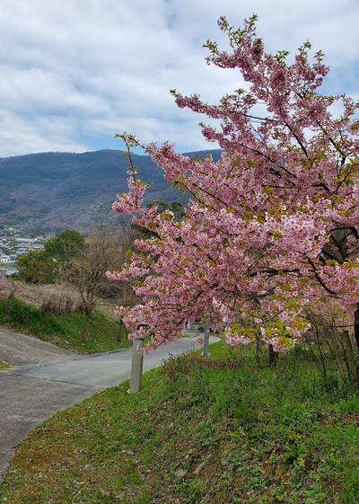 河津桜を見に行って、大きなおまけがあった。 河津桜を見に行って、大きなおまけがあった。