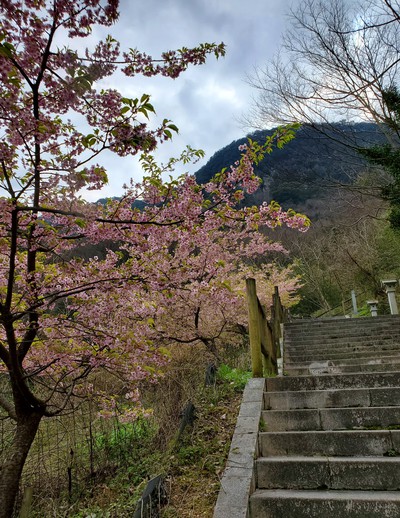 河津桜を見に行って、大きなおまけがあった。 河津桜を見に行って、大きなおまけがあった。
