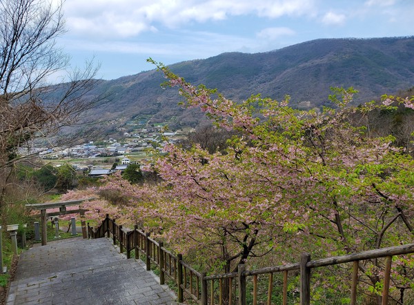 河津桜を見に行って、大きなおまけがあった。 河津桜を見に行って、大きなおまけがあった。