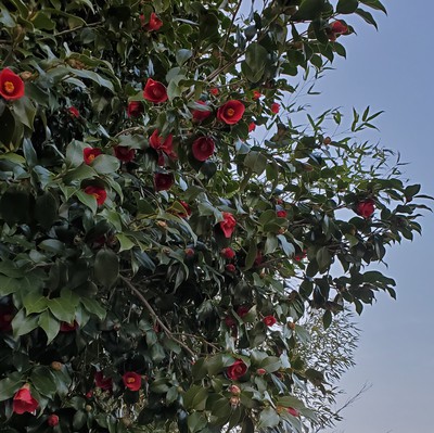 田舎だから・・・花に夕焼けに素敵な星空 田舎だから・・・花に夕焼けに素敵な星空