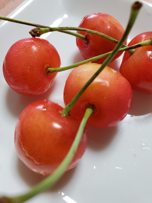 友人からのサクランボを食べながら・・・ 友人からのサクランボを食べながら・・・