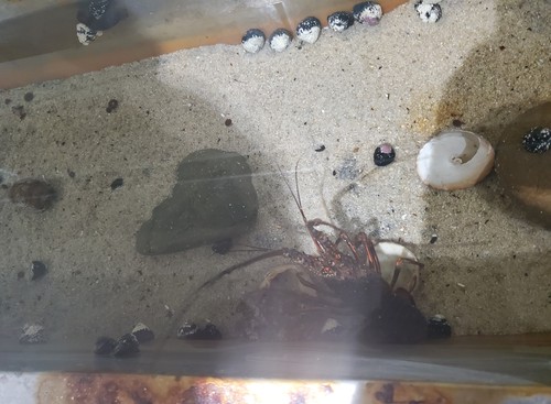 ユニークな話題の廃校水族館 ユニークな話題の廃校水族館